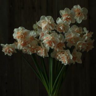 A bunch of Narcissus Delnashaugh