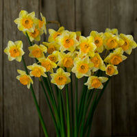 A bunch of Narcissus Derringer