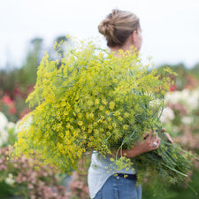 An armload of Dill Bouquet