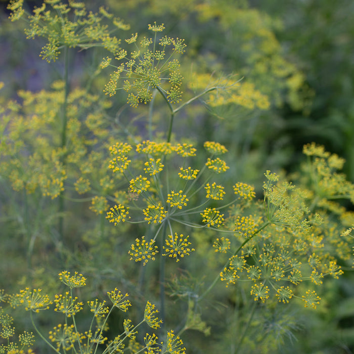 A close up of Dill Bouquet