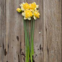 An overhead of Narcissus Double Pam