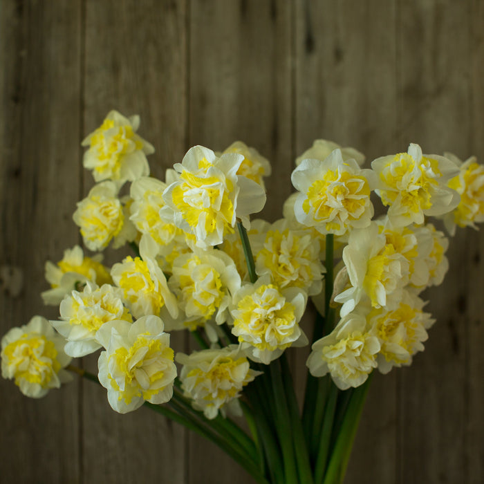 A bunch of Narcissus Double Pam