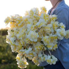 An armload of Narcissus Double Pam