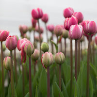 Tulip Drumline growing in the field