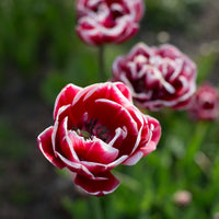 A close up of Tulip Drumline