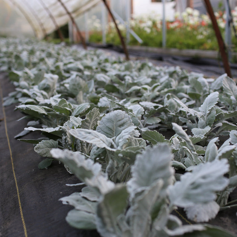 dusty miller house plant Dusty Miller New Look – Floret Library