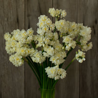 A bouquet of Narcissus Erlicheer
