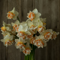 An overhead of Narcissus Extravaganza
