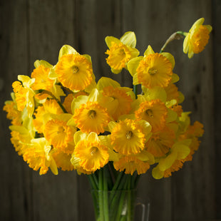 A bunch of Narcissus Ferris Wheel