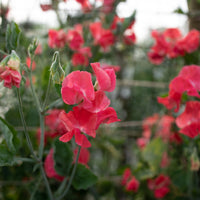 A close up of Sweet Pea Florencecourt