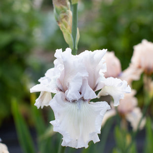 A close up of Iris Beauty Within
