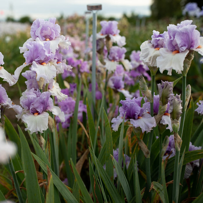 Iris Belgian Princess growing in the field