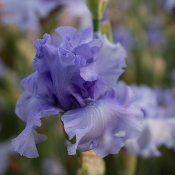 A close up of Iris Blue Hour
