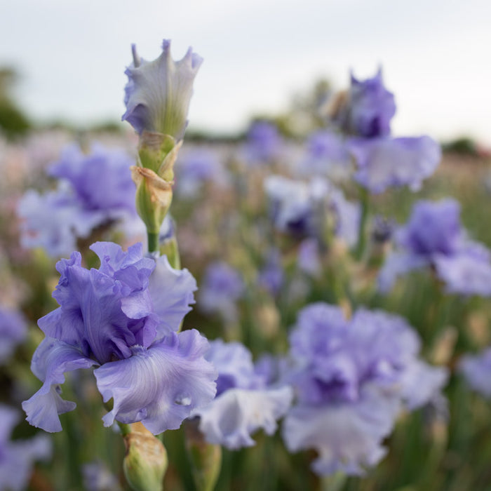 Iris Blue Hour growing in the field
