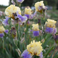Iris Bollywood growing in the field
