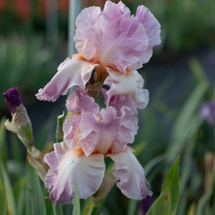 A close up of Iris Candy Coating