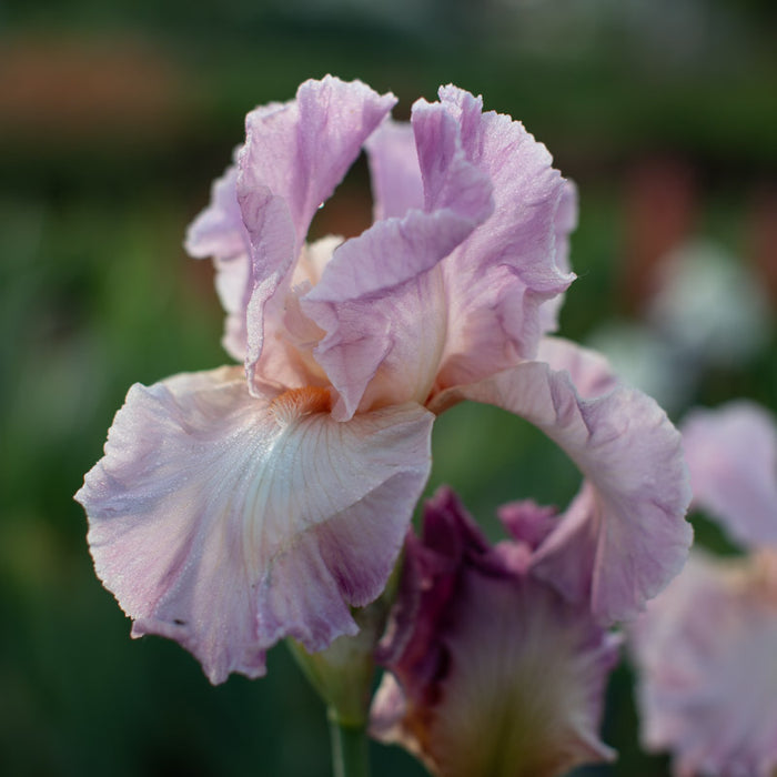 A close up of Iris Candy Coating