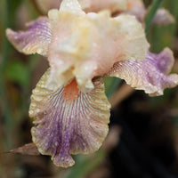 A close up of Iris Carnival of Color