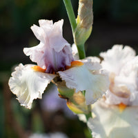 A close up of Iris Chenille