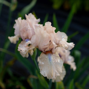 A close up of Iris Concertina