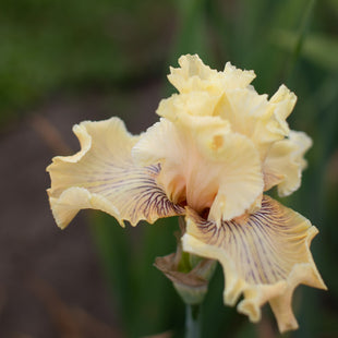 A close up of Iris Cotillion Gown