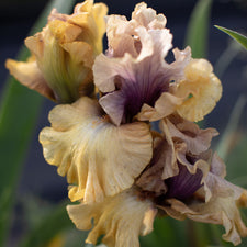 A close up of Iris Desert Moth