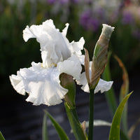 A close up of Iris Destined to Dance