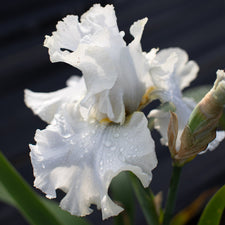 A close up of Iris Destined to Dance