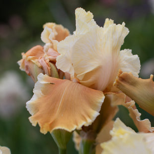 A close up of Iris English Charm
