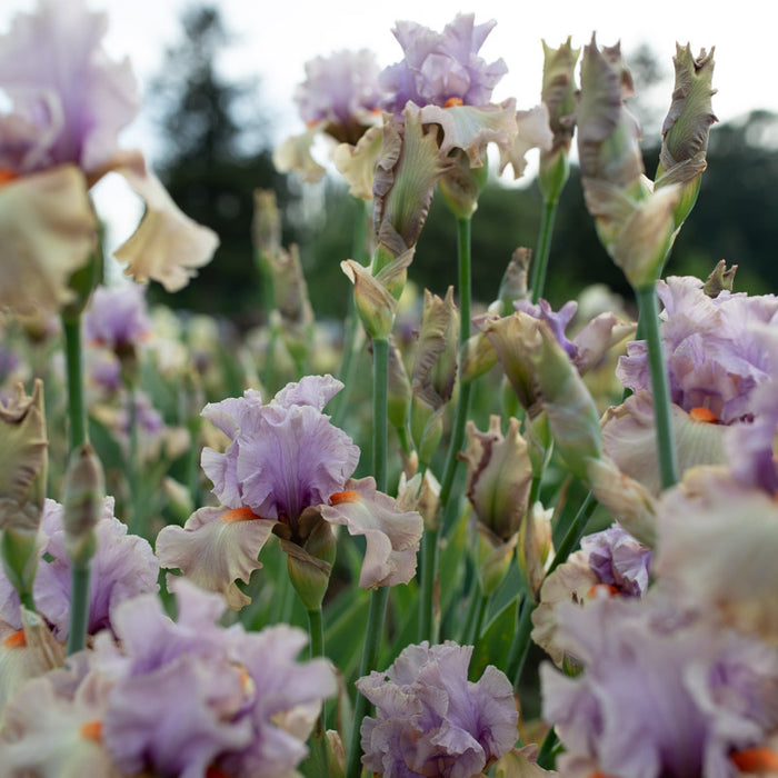 Iris Enraptured growing in the field