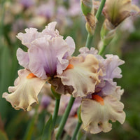 A close up of Iris Enraptured