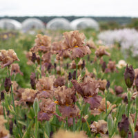Iris Full Of Magic growing in the field