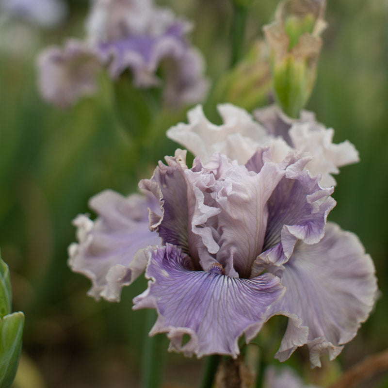 Iris Haunted Heart – Floret Library