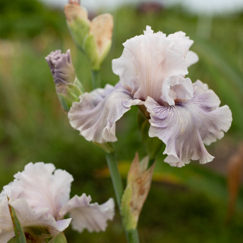 Iris Haunted Heart – Floret Library