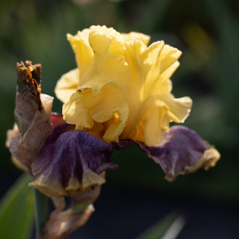 Iris In Living Color – Floret Library
