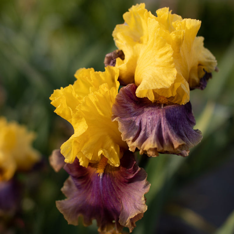 A close up of Iris In Living Color
