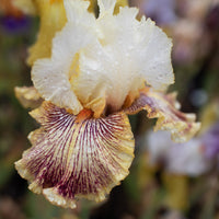A close up of Iris Insaniac