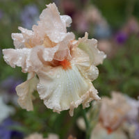 A close up of Iris Kind Word