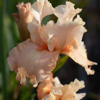 A close up of Iris Luscious Lace