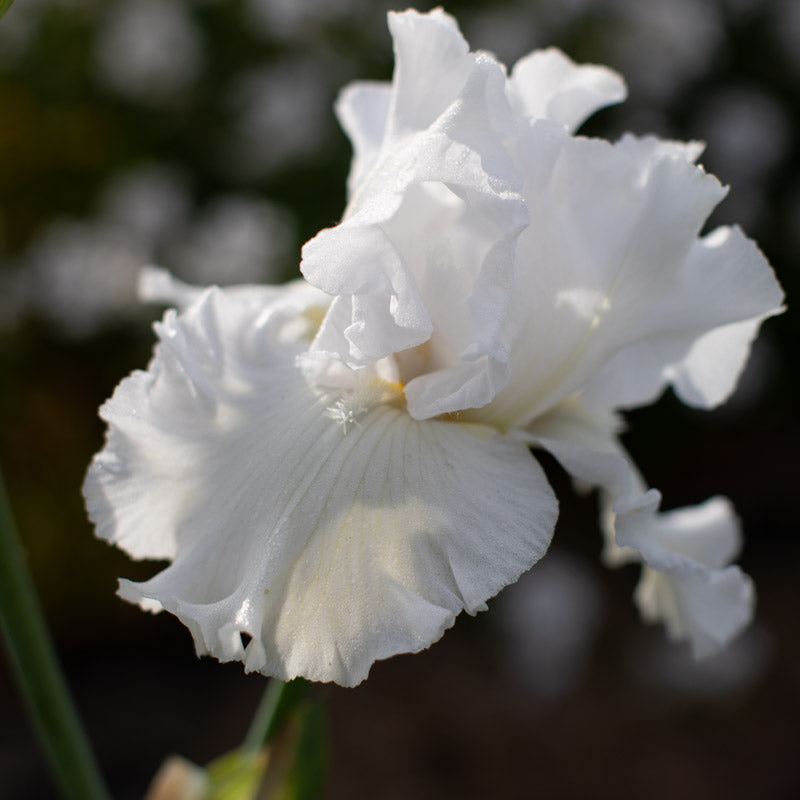 Iris Mr. Moonlight – Floret Library