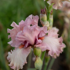 A close up of Iris Natural Charm