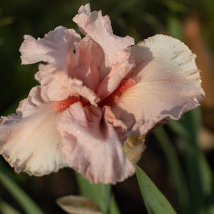 A close up of Iris Pinking of You