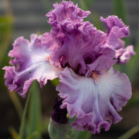 A close up of Iris Playacting