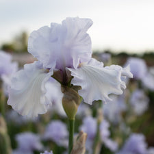 A close up of Iris Silverado