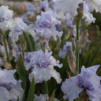 Iris Silverado growing in the field