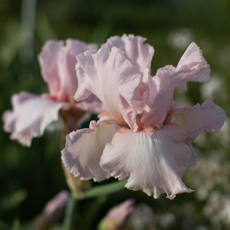 A close up of Iris Sixtine's Pink