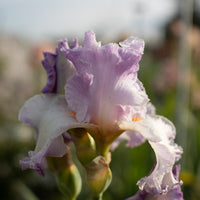 A close up of Iris Starcrest