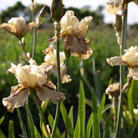 Iris Thornbird growing in the field