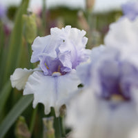 A close up of Iris Willamette Mist