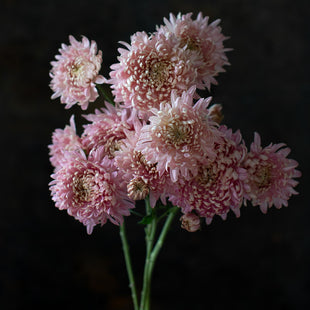 Close up of Chrysanthemum Apricot Courtier